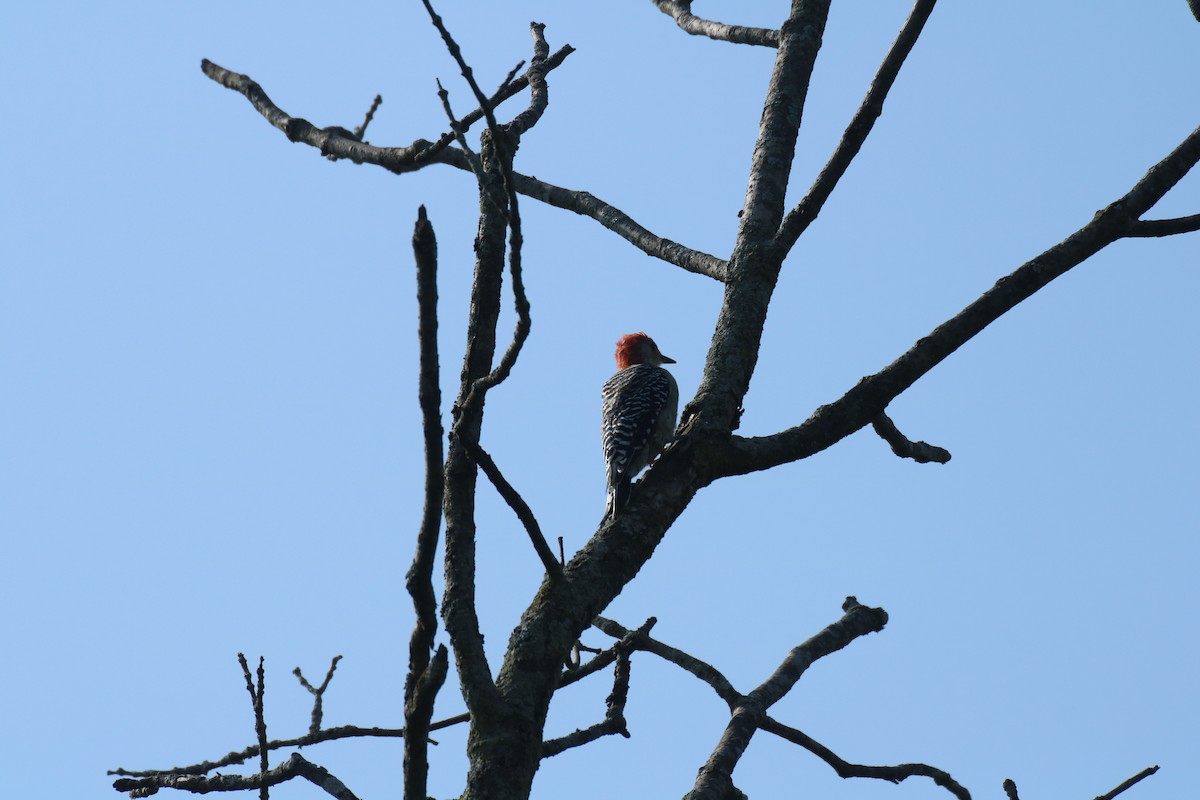 Red-bellied Woodpecker - ML67224991