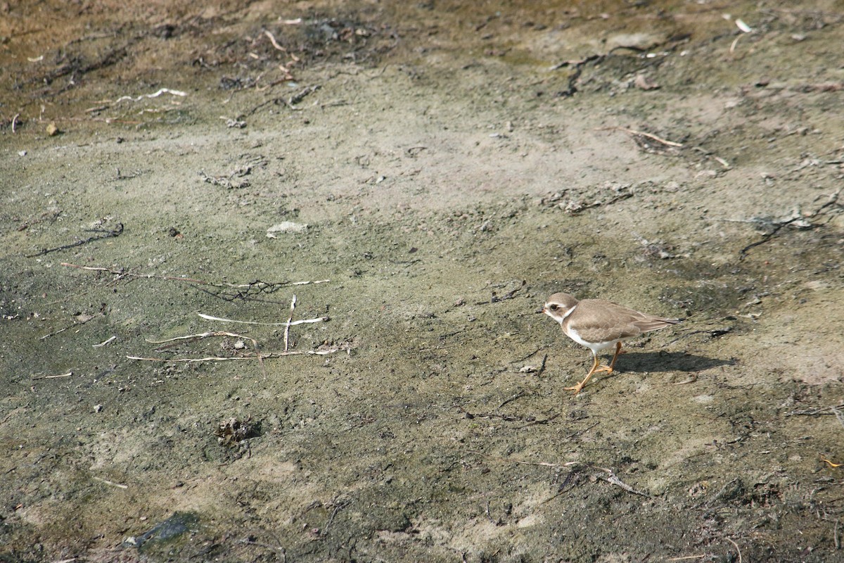 Semipalmated Plover - ML67225841
