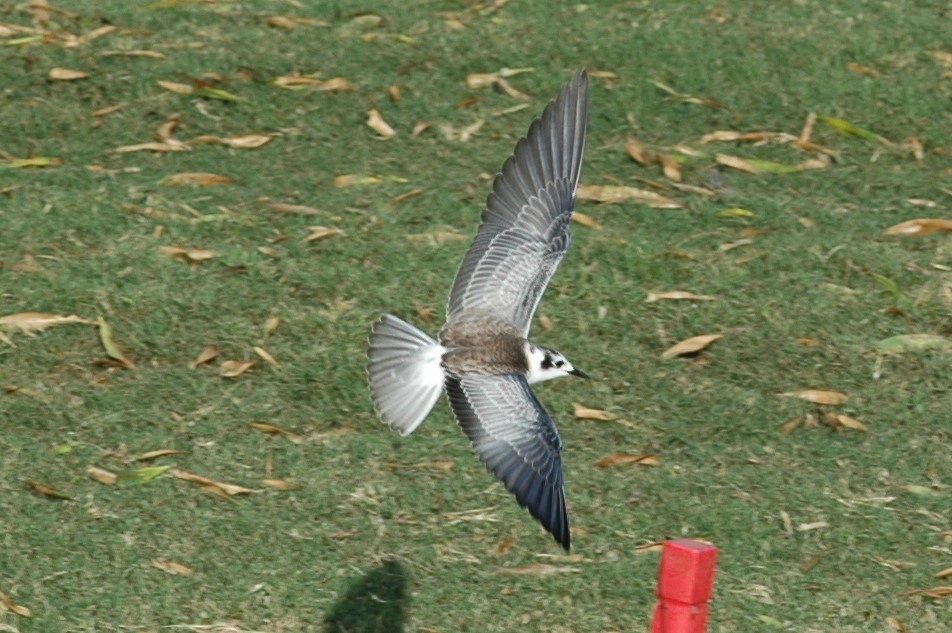 White-winged Tern - ML67227461