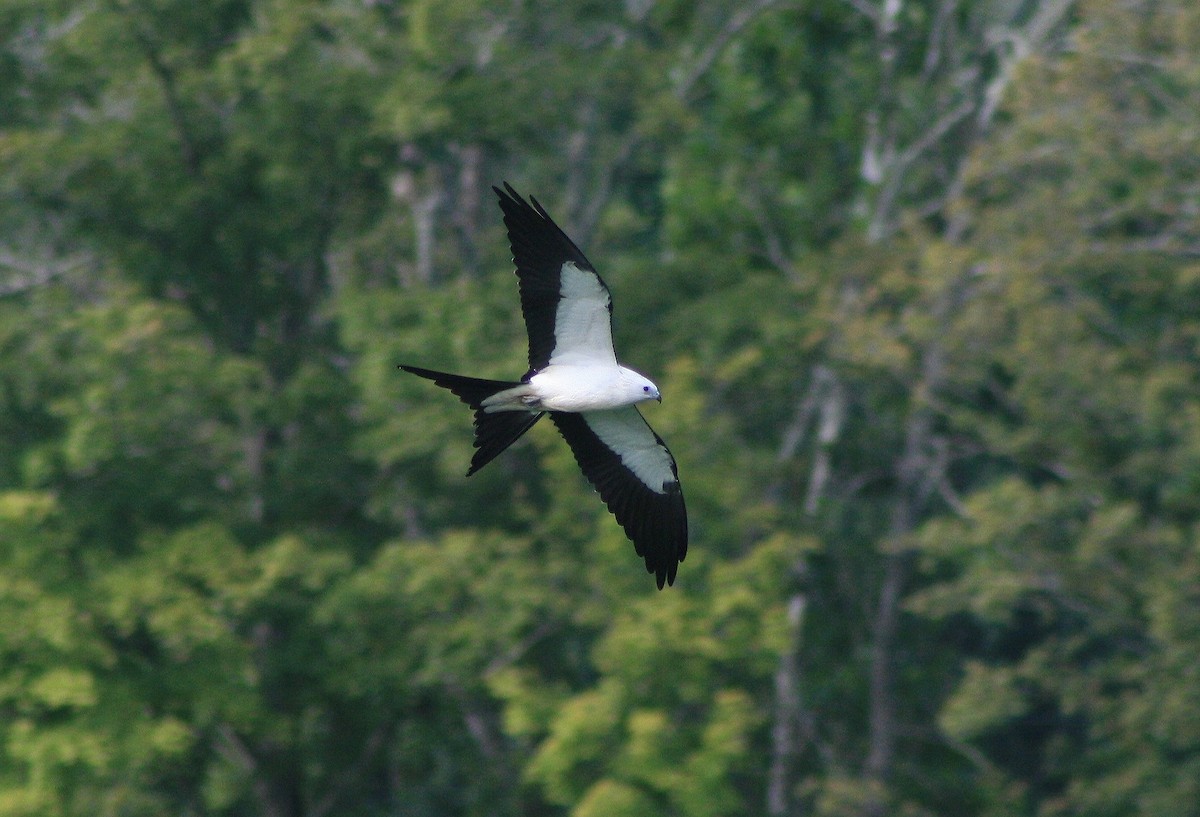 Swallow-tailed Kite - David  Yeany II