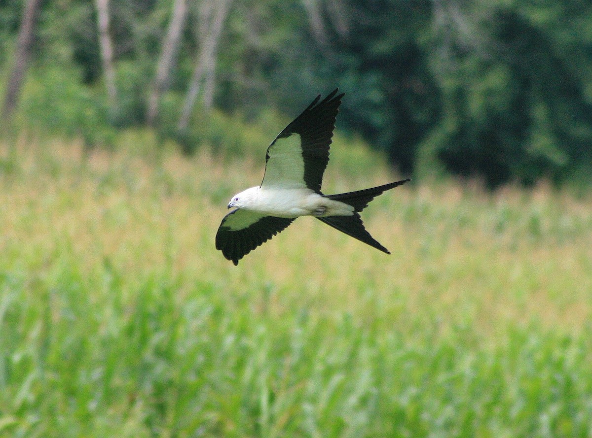 Swallow-tailed Kite - ML67242461