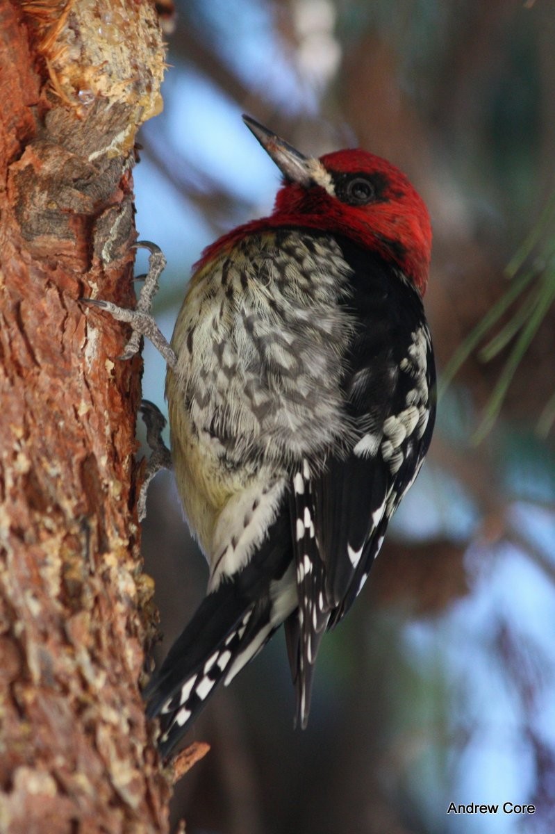 Red-breasted Sapsucker - ML67244971