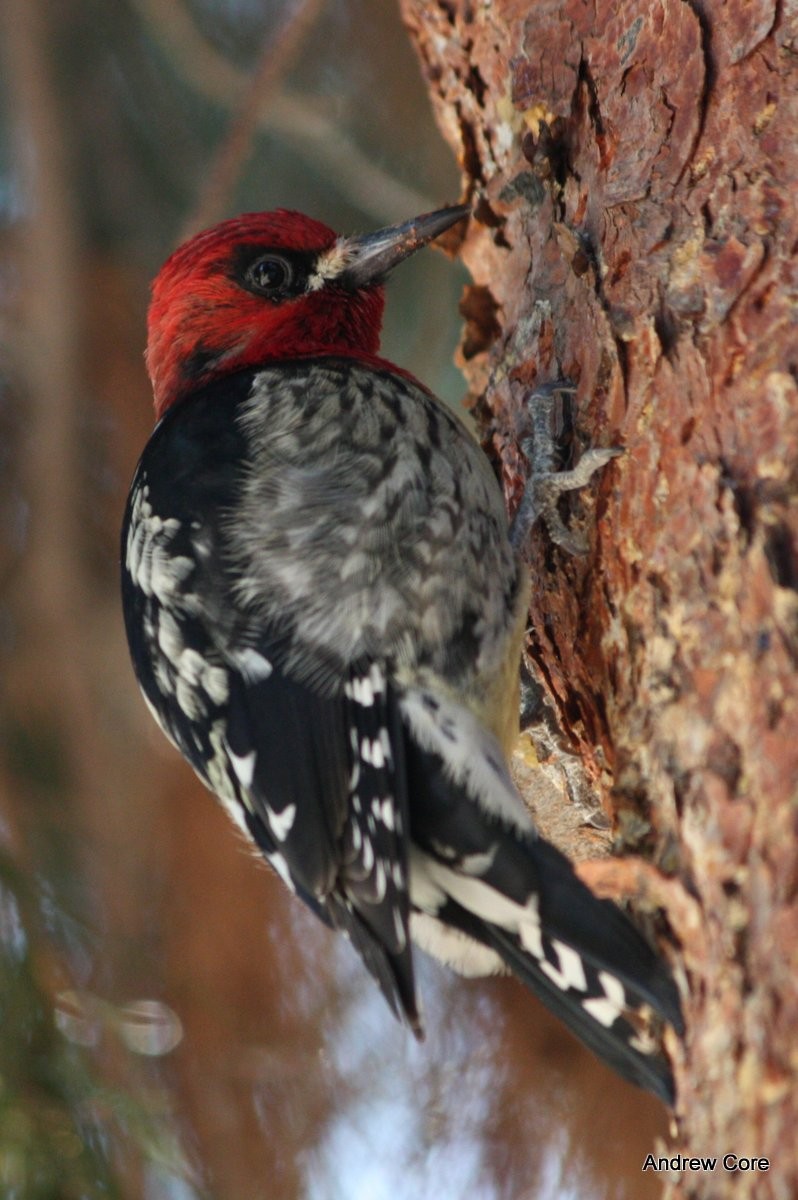 Red-breasted Sapsucker - ML67244981