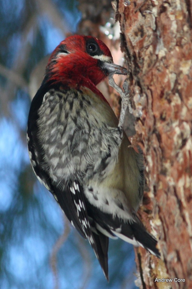 Red-breasted Sapsucker - ML67245321