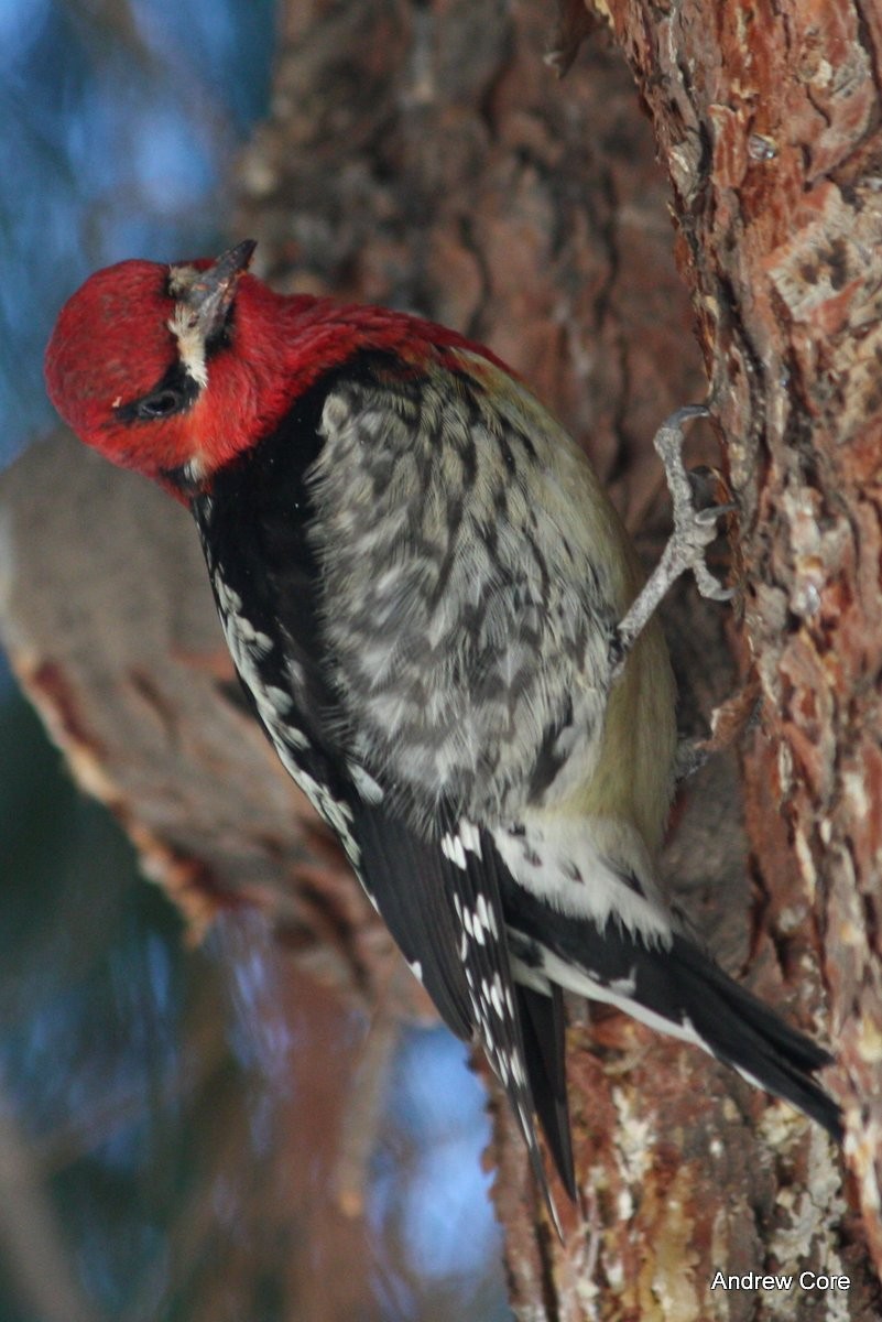 Red-breasted Sapsucker - ML67245331