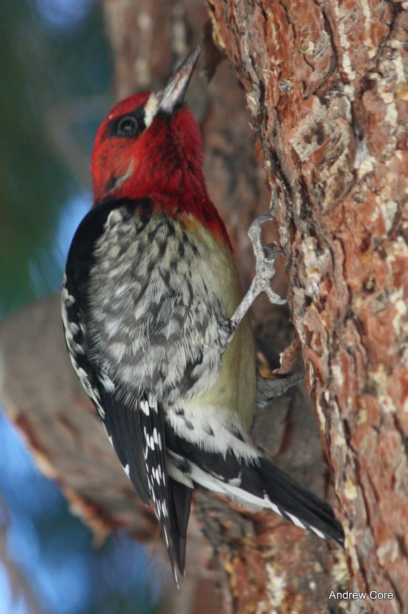 Red-breasted Sapsucker - ML67245351