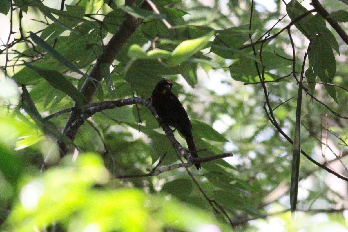 Flame-crested Tanager - ML67246091