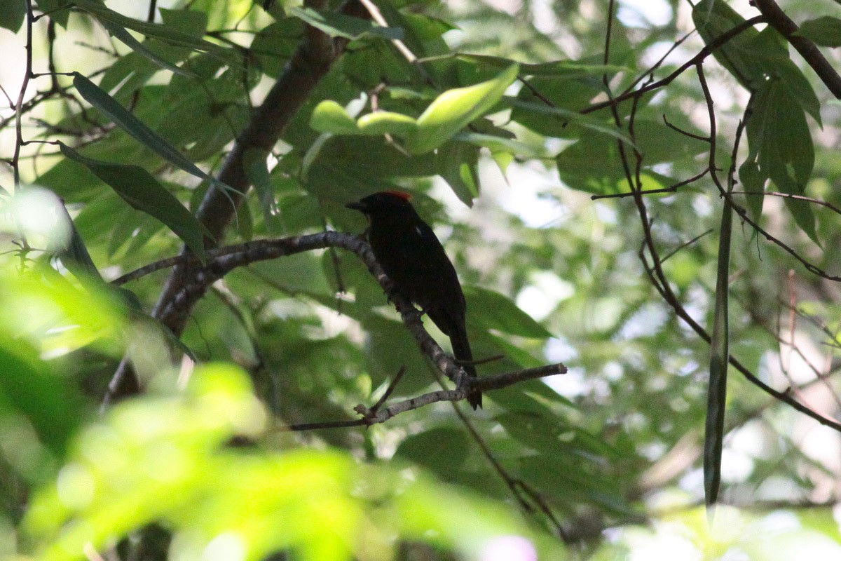 Flame-crested Tanager - ML67246101