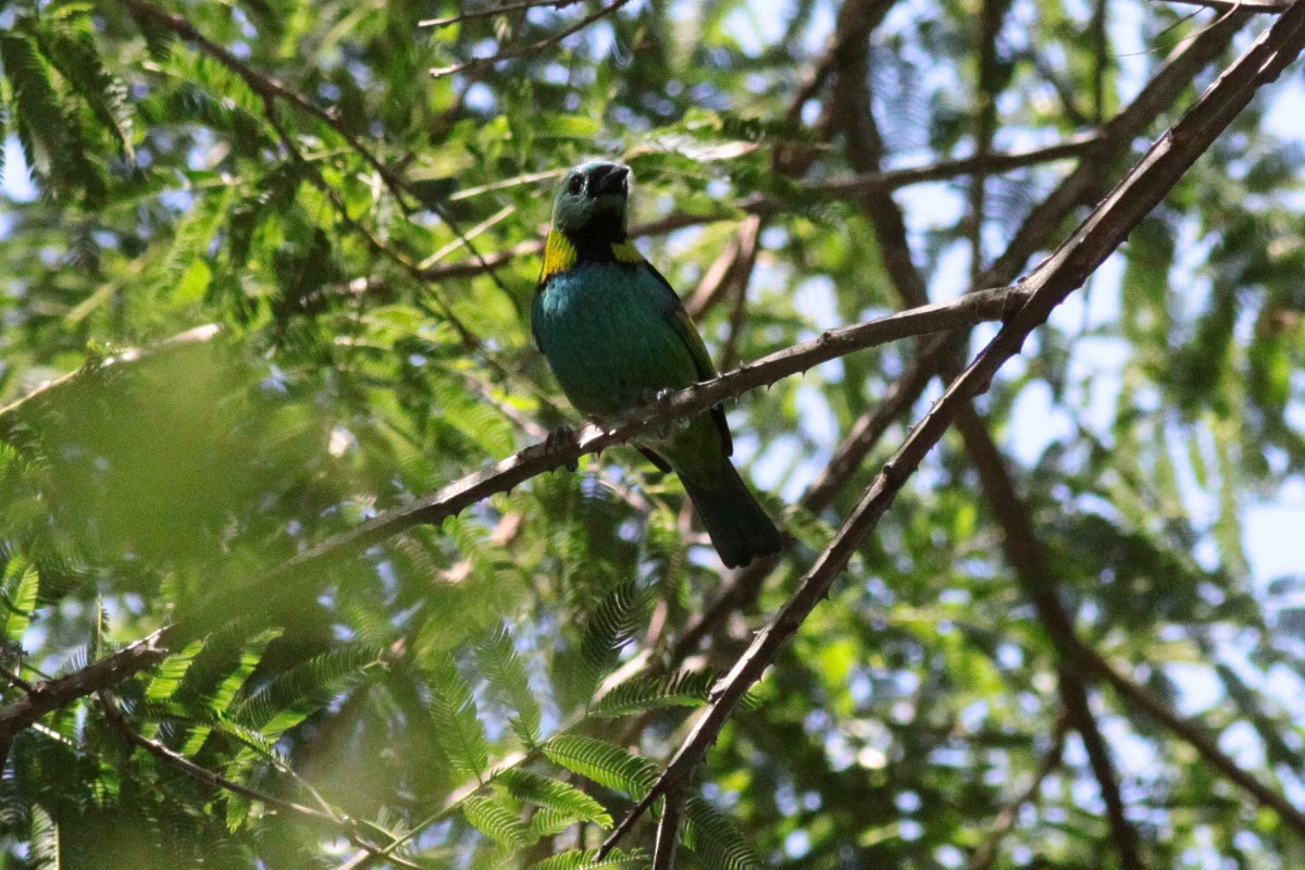 Green-headed Tanager - ML67246141