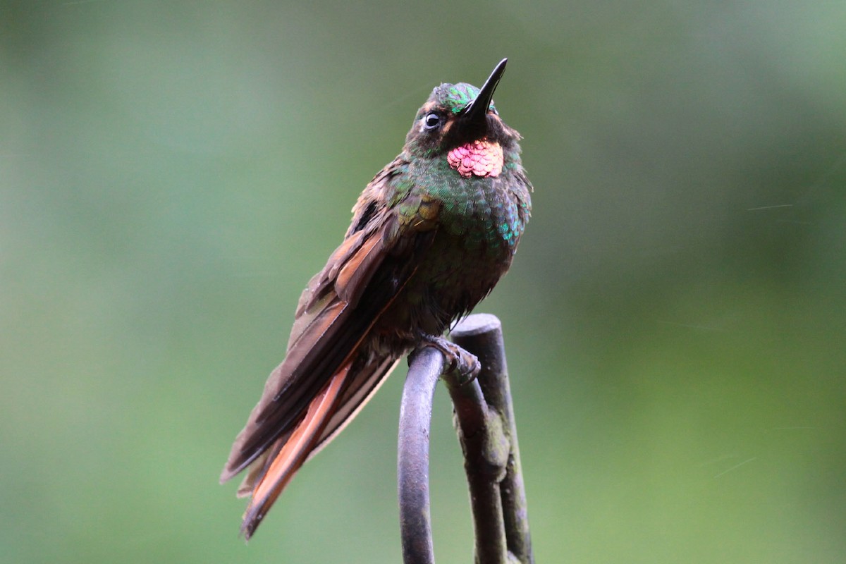 kolibřík brazilský - ML67246581