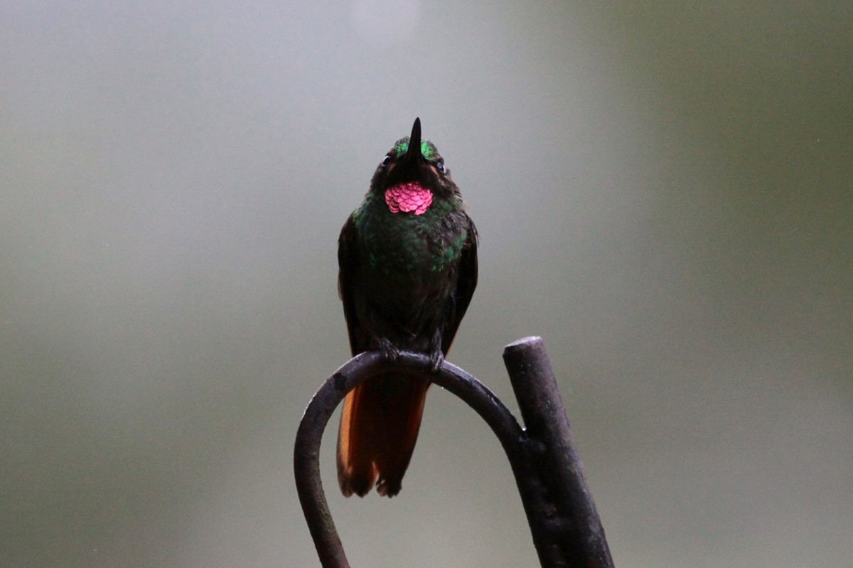kolibřík brazilský - ML67246591