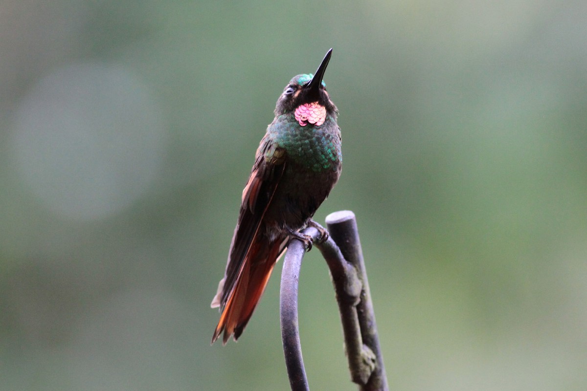 kolibřík brazilský - ML67246601
