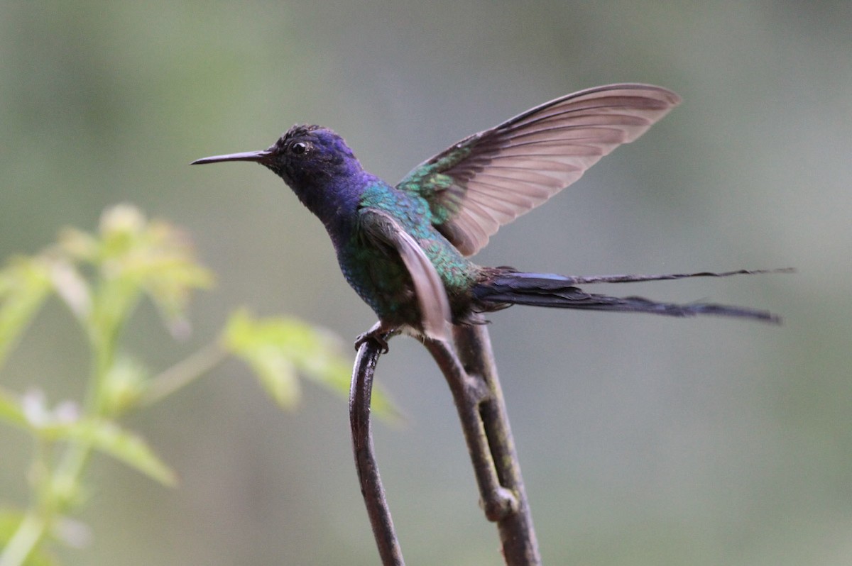 Swallow-tailed Hummingbird - Michael Todd