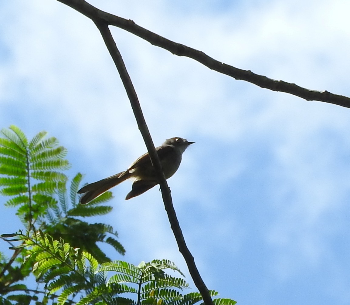 Brown-capped Fantail - ML67249441