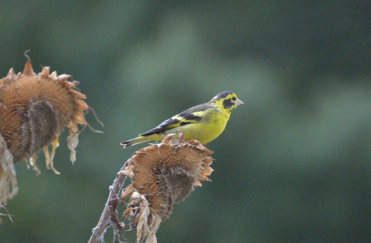 Yellow-breasted Greenfinch - Hathan Chaudhary
