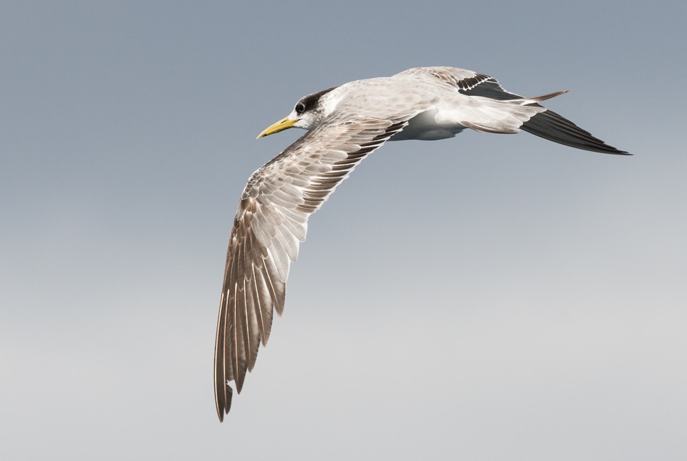 Great Crested Tern - Matteo Grilli