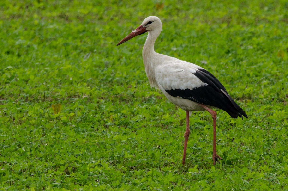 White Stork - Antoon De Vylder