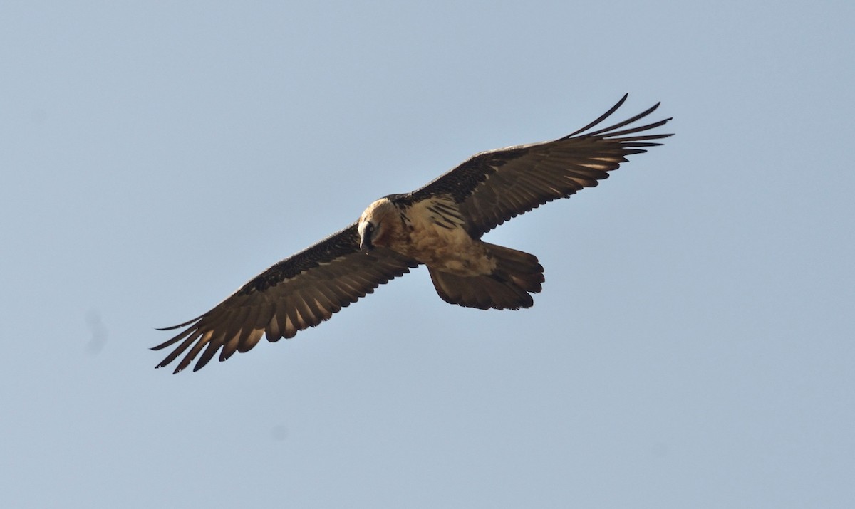 Bearded Vulture - Hathan Chaudhary