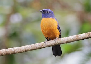  - Rufous-vented Niltava