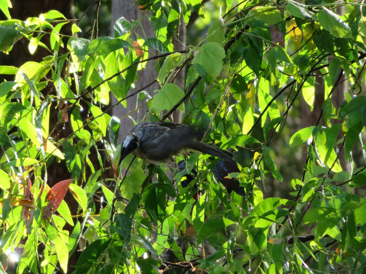 Silver-crowned Friarbird - Kian Guan Tay