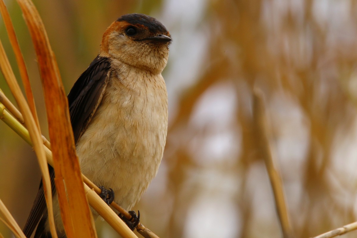 Red-rumped Swallow - ML67252761