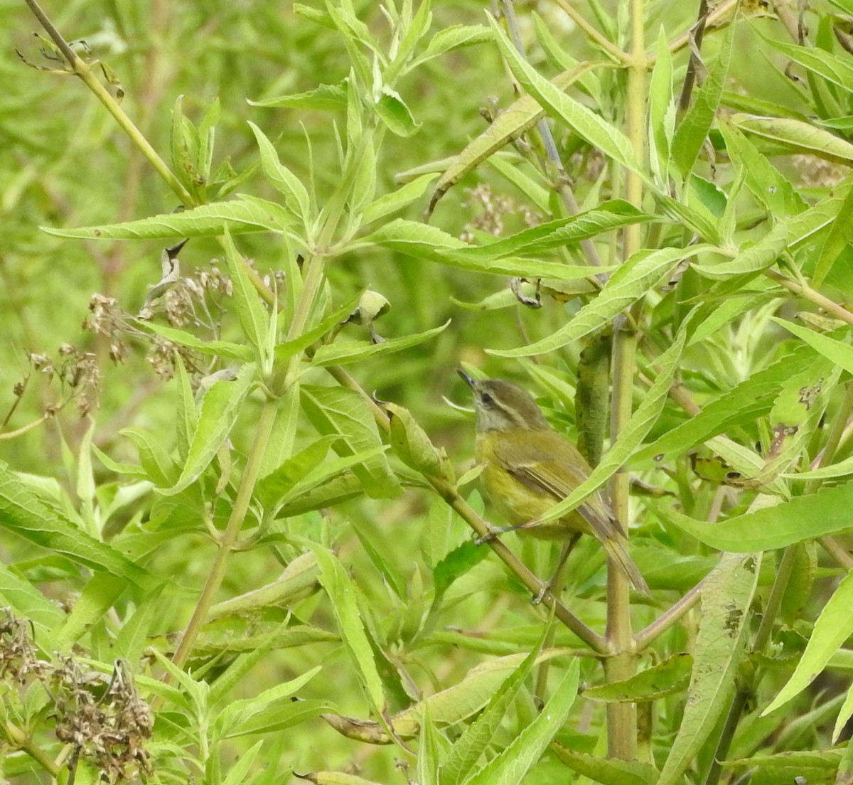 Timor Leaf Warbler (Flores) - ML67252931