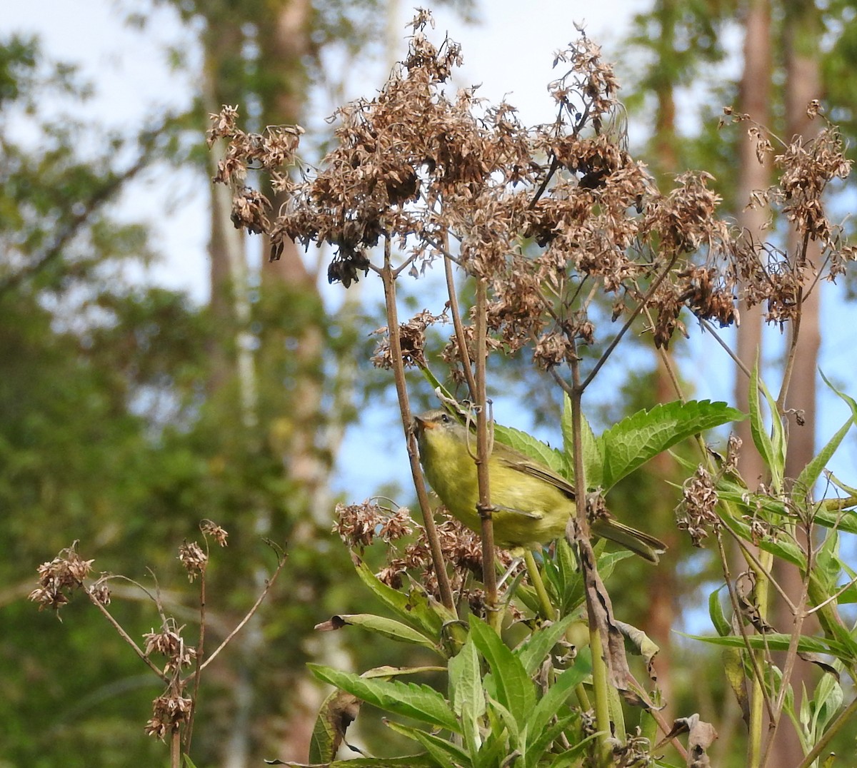 Timor Leaf Warbler (Flores) - ML67252941