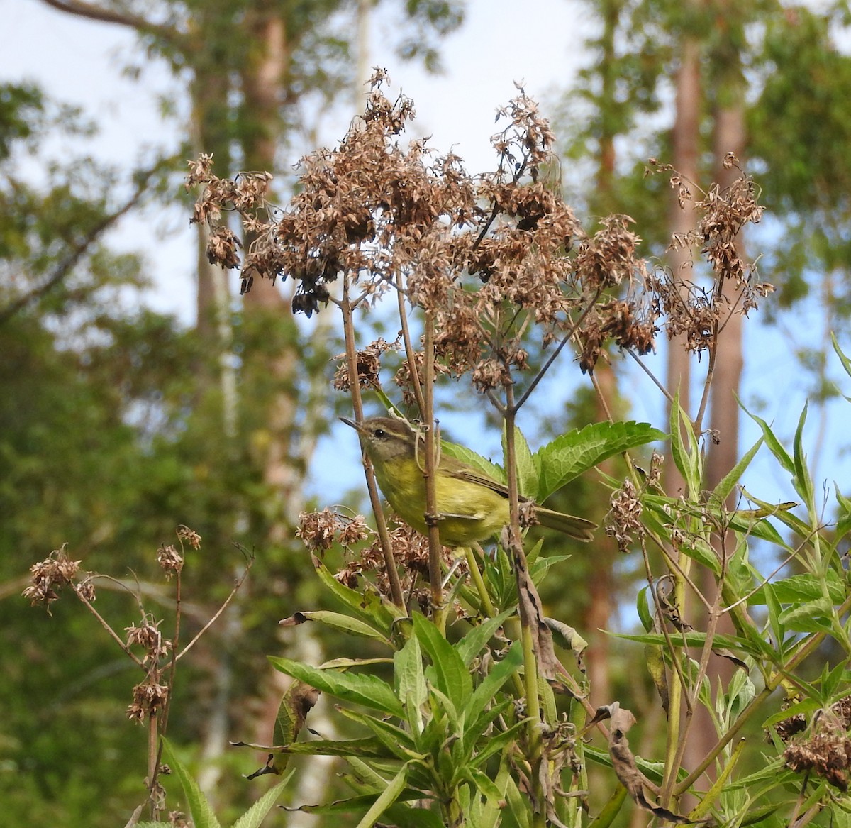 Timor Leaf Warbler (Flores) - ML67252981
