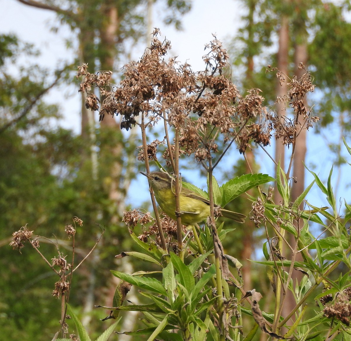 Timor Leaf Warbler - Phylloscopus presbytes - Birds of the World
