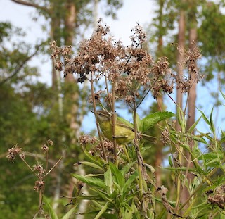  - Timor Leaf Warbler (Flores)