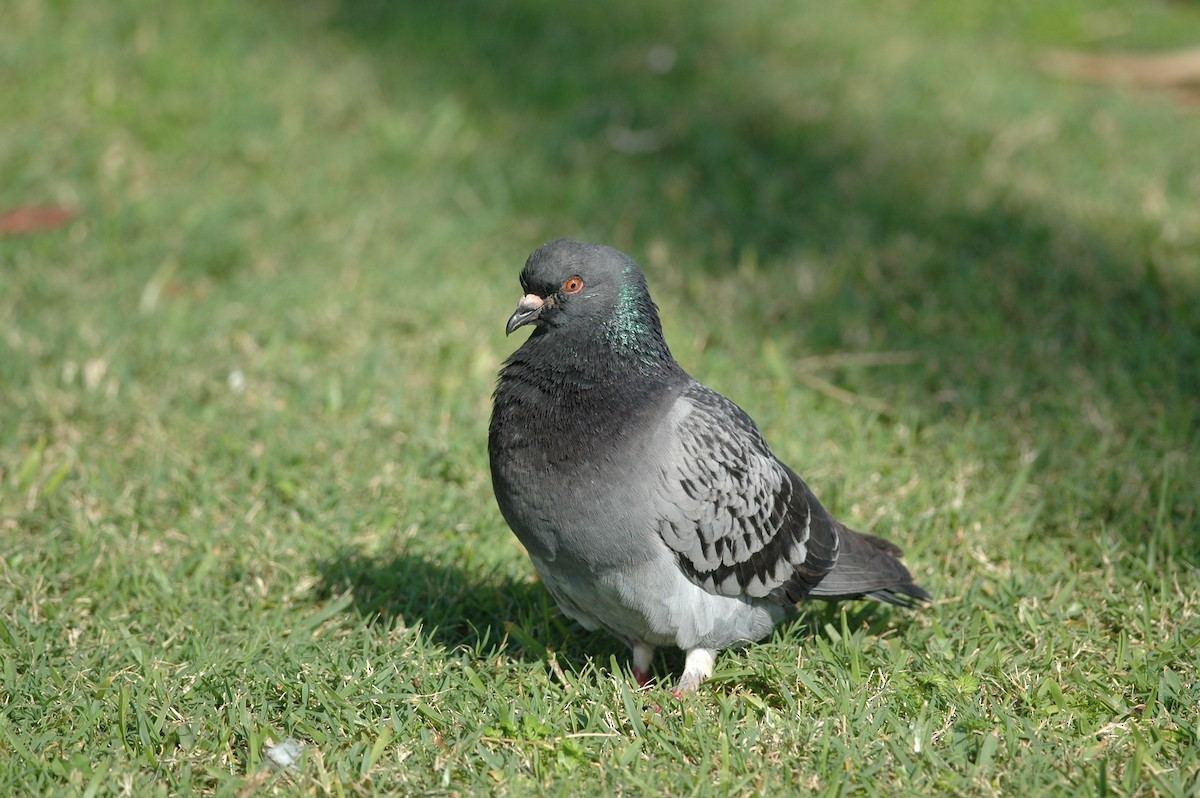 Rock Pigeon (Feral Pigeon) - Andrew Dobson