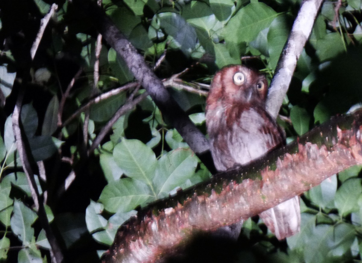 Middle American Screech-Owl (Middle American) - ML67256051