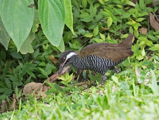  - Barred Rail