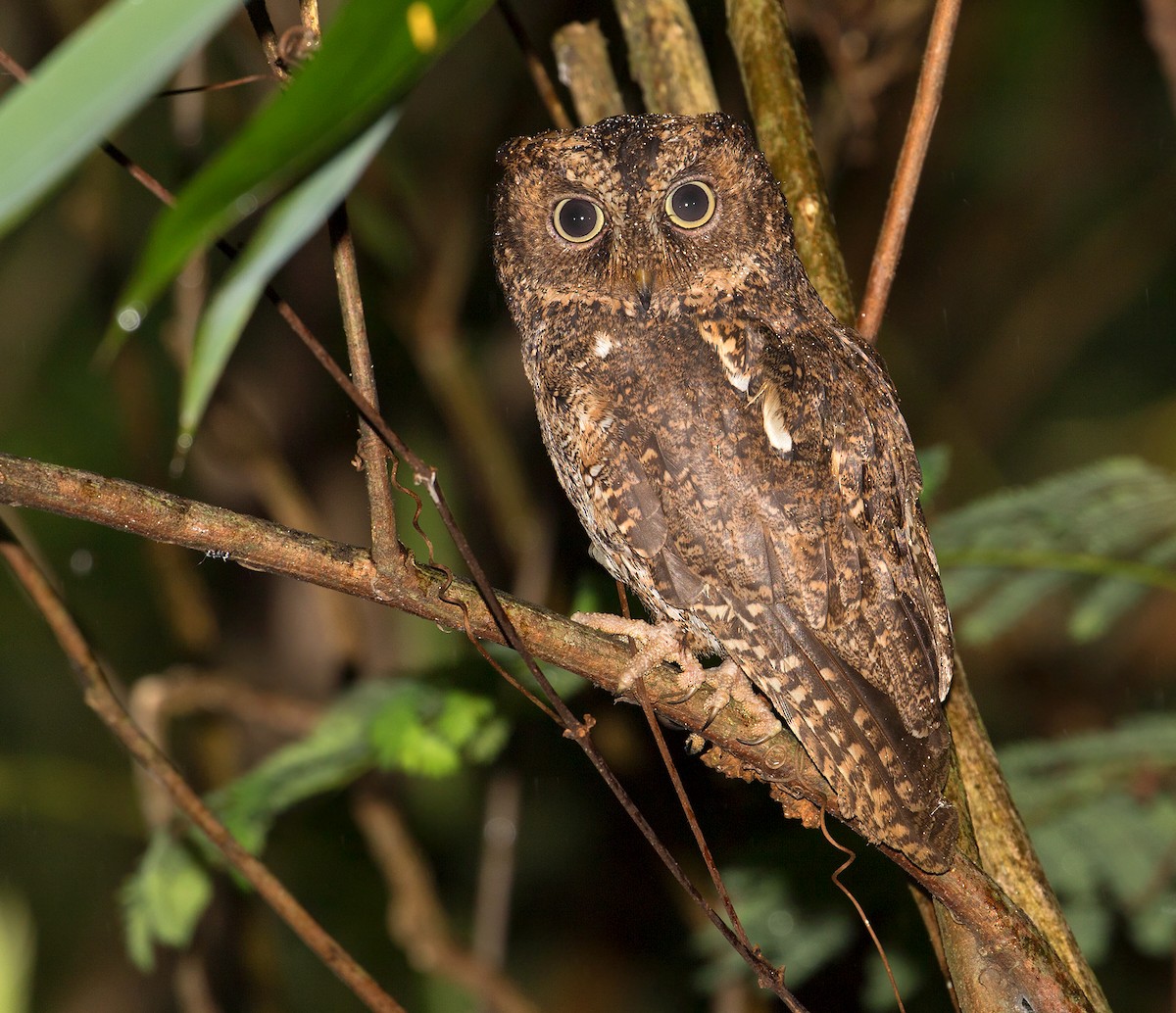 Sulawesi Scops-Owl - ML67259441