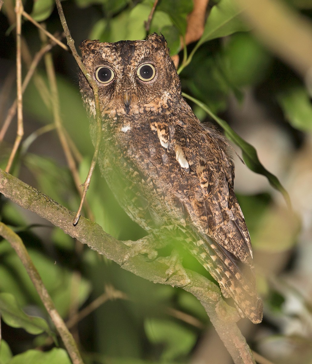 Sulawesi Scops-Owl - ML67259711