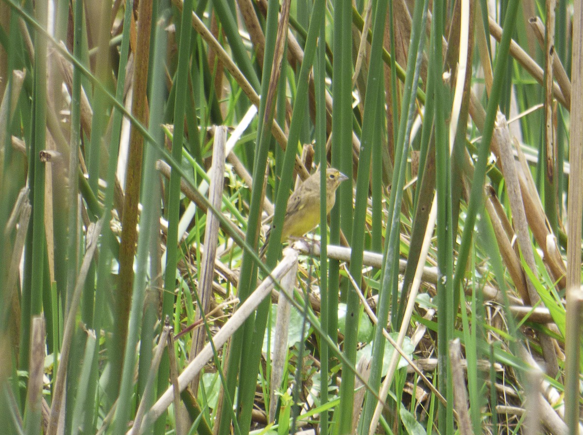 Grassland Yellow-Finch - ML67261491