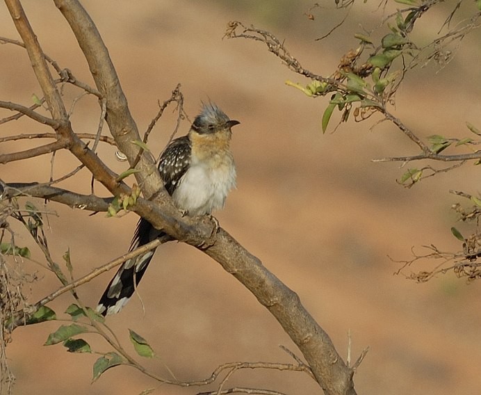 Great Spotted Cuckoo - ML67264021