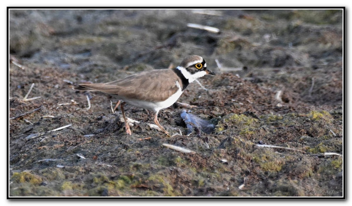 Little Ringed Plover - Bruce Ward-Smith