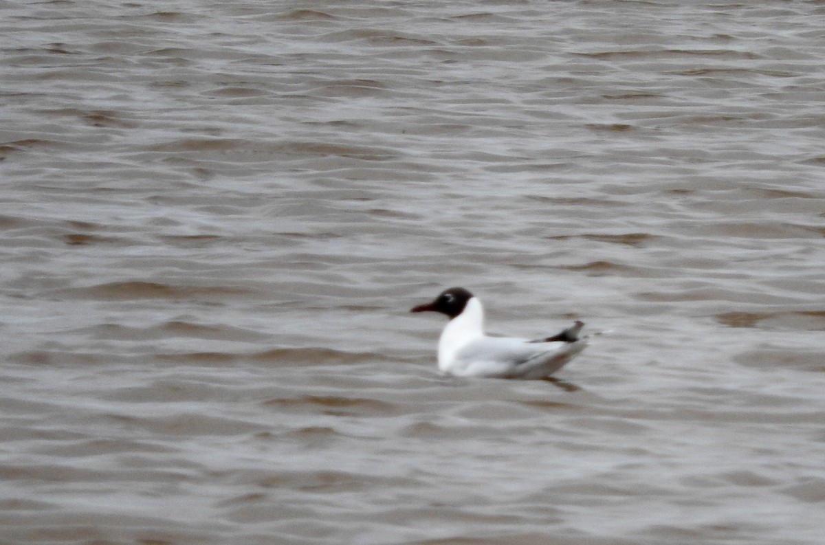 Brown-hooded Gull - Diego perez