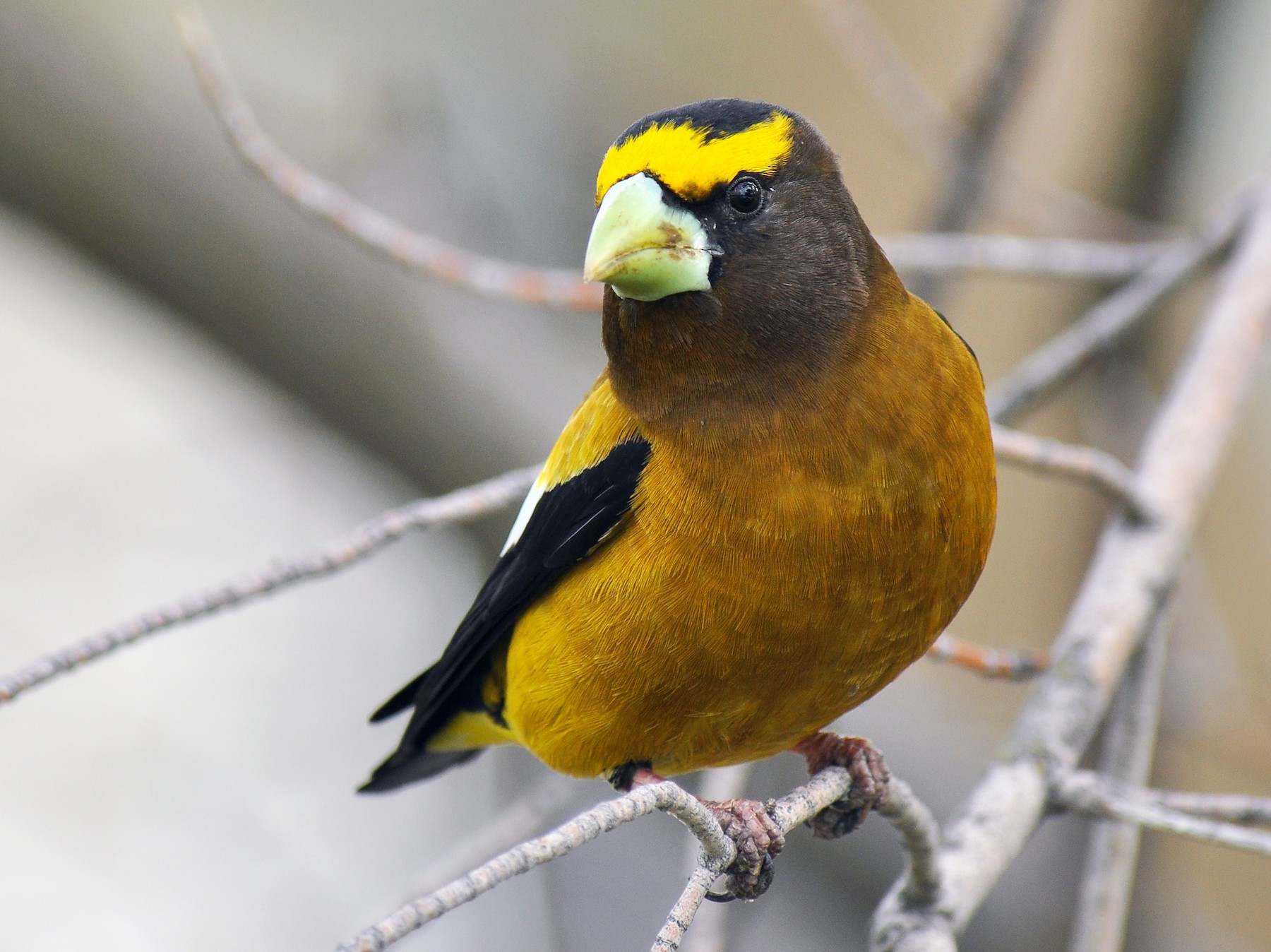 Evening Grosbeak - Ryan O'Donnell