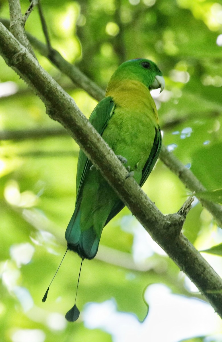 Yellow-breasted Racquet-tail - ML67272941