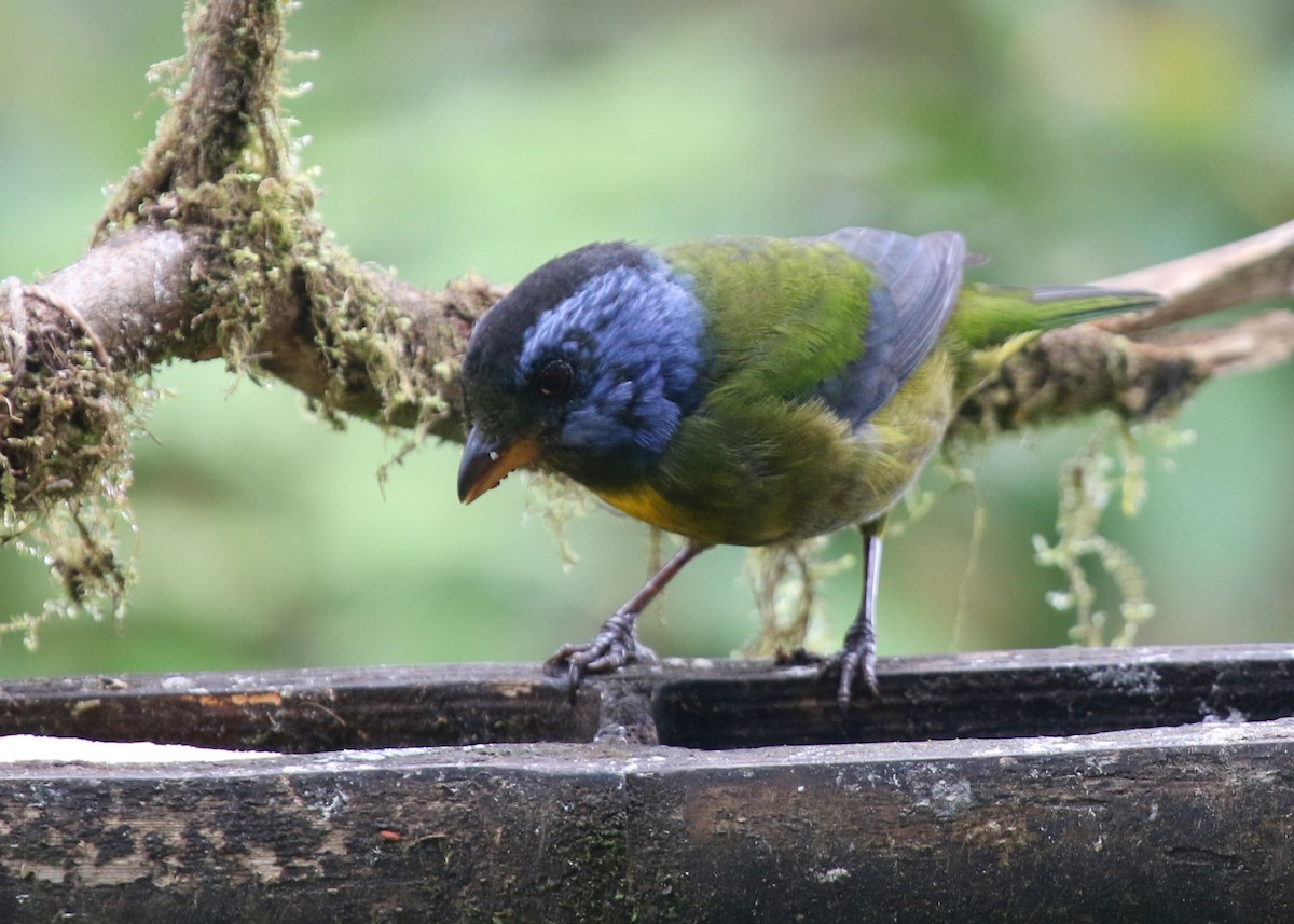 Moss-backed Tanager - ML67273121