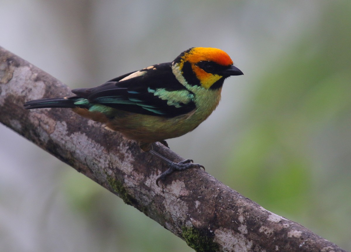 Flame-faced Tanager - Matthew Grube