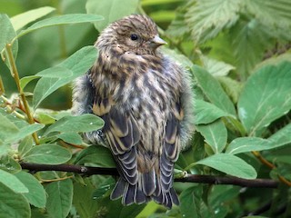 Juvenile (Northern) - Charlotte Byers - ML67276571