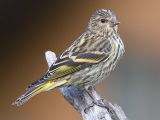Молодая птица (Northern) - Douglas Faulder - ML67276581