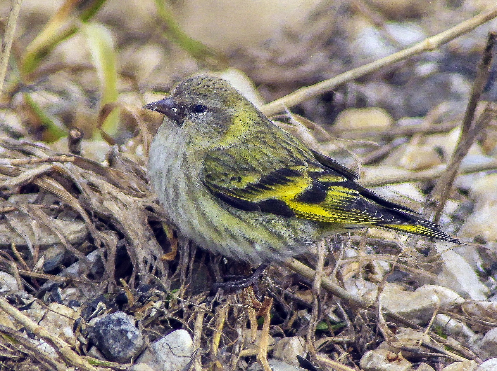 Pine Siskin - Matthew Pendleton