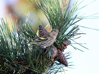 Adult (Northern) - Sequoia Wrens - ML67276621