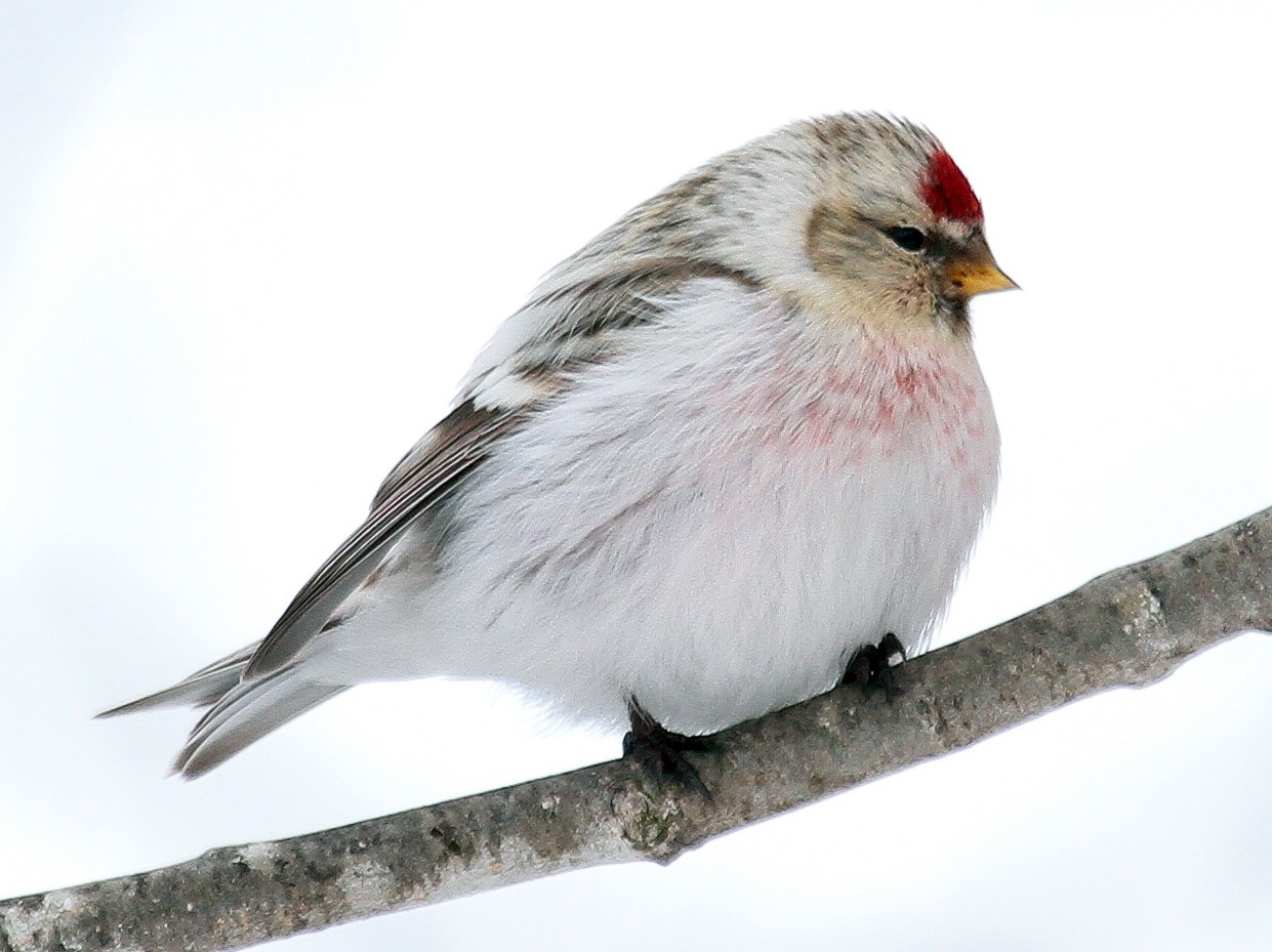 Hoary Redpoll - eBird