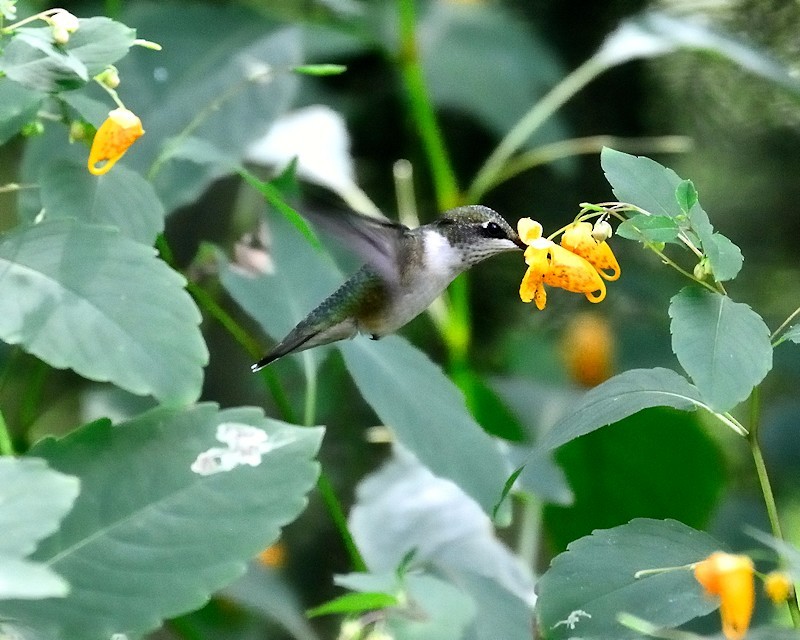 Ruby-throated Hummingbird - JW  Mills