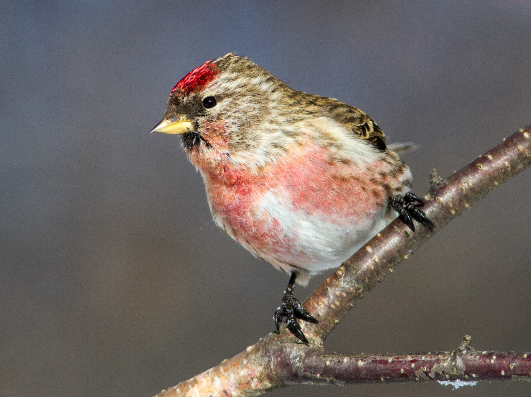 Common Redpoll - Bruce Gates